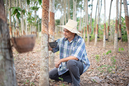 亚洲男农家乐于在橡胶树种植园种植橡胶树图片