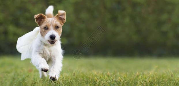 在草地玩的超级英雄快乐可爱宠物狗小空白网图片