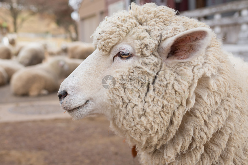 羊头关闭农场动物图片