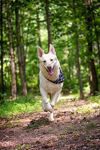 大白狗快乐的表情在夏日在树林里图片