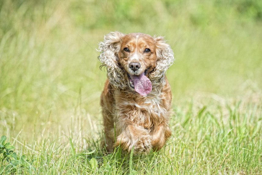 小狗可卡犬跑向你图片