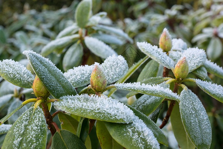 Rhododendenron叶子和花蕾覆盖了图片