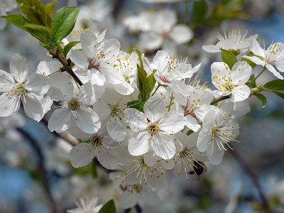 黑刺李树的特写镜头与开花的图片