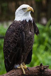 一只美国白头鹰栖息在图片