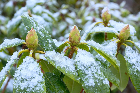 冬天有雪的杜鹃花叶和花蕾图片