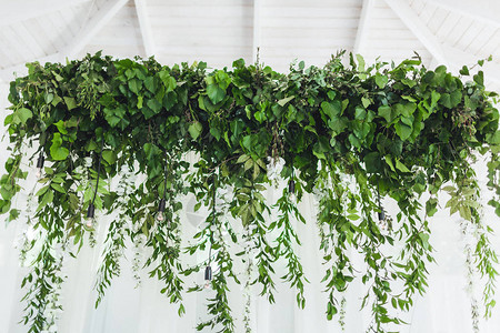 用垂悬的绿色常春藤装饰的白色墙壁图片