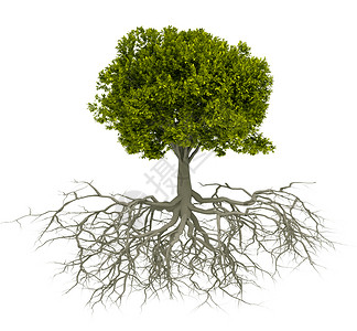 沃恩瓦根树根在上隔离的树根这是三设计图片