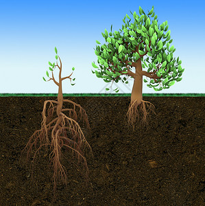 概念图小根大树和大根小树背景图片