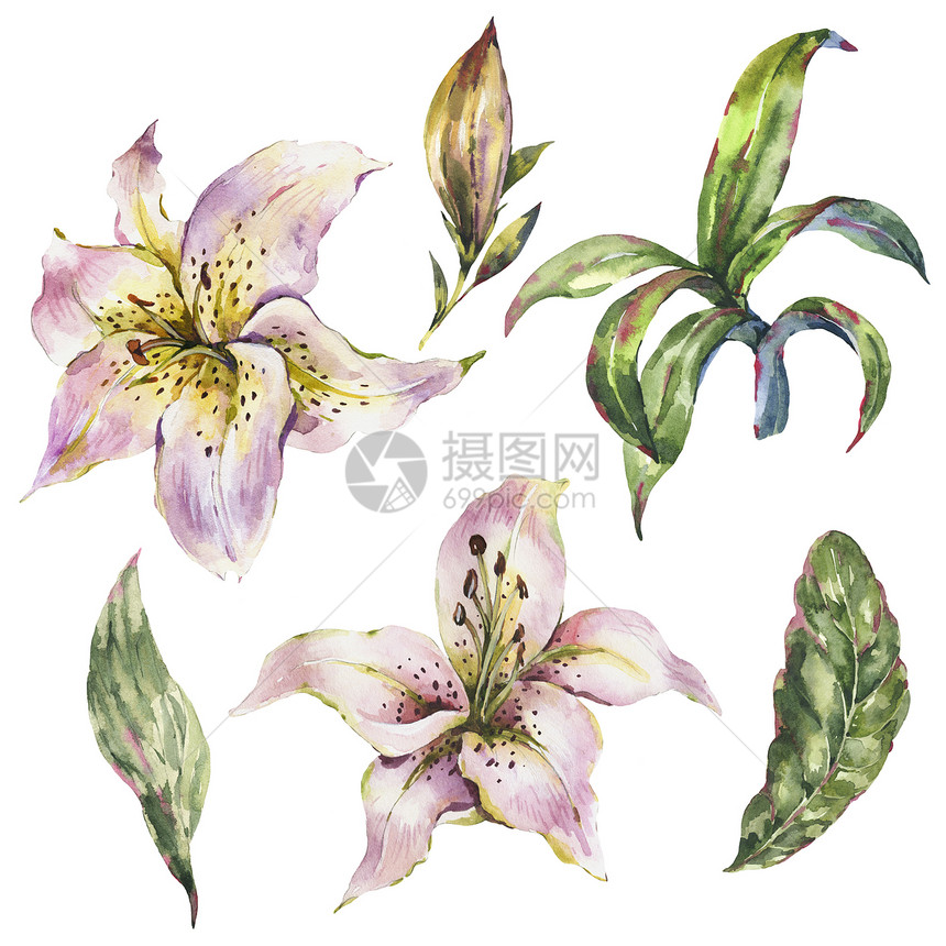 一套白百合水彩皇家百合花系列复古花卉设计元素白色背景下的图片