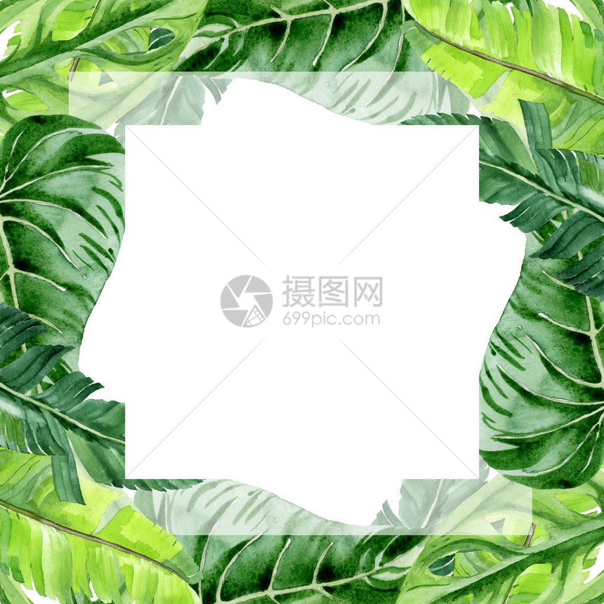 白色上隔绝的外来热带哈瓦伊棕榈树叶水彩背景图示集框架装饰图片