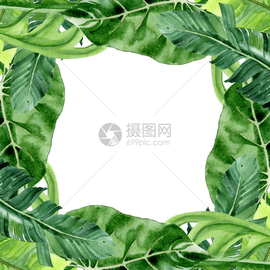白色上隔绝的外来热带哈瓦伊棕榈树叶水彩背景图示集框架装饰图片