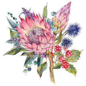 古典复古花卉贺卡普罗蒂亚水苏蓟黑莓和野花的水彩花束图片