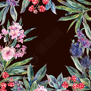 古典复古花卉贺卡水苏黑莓热带和野花的水彩框架图片