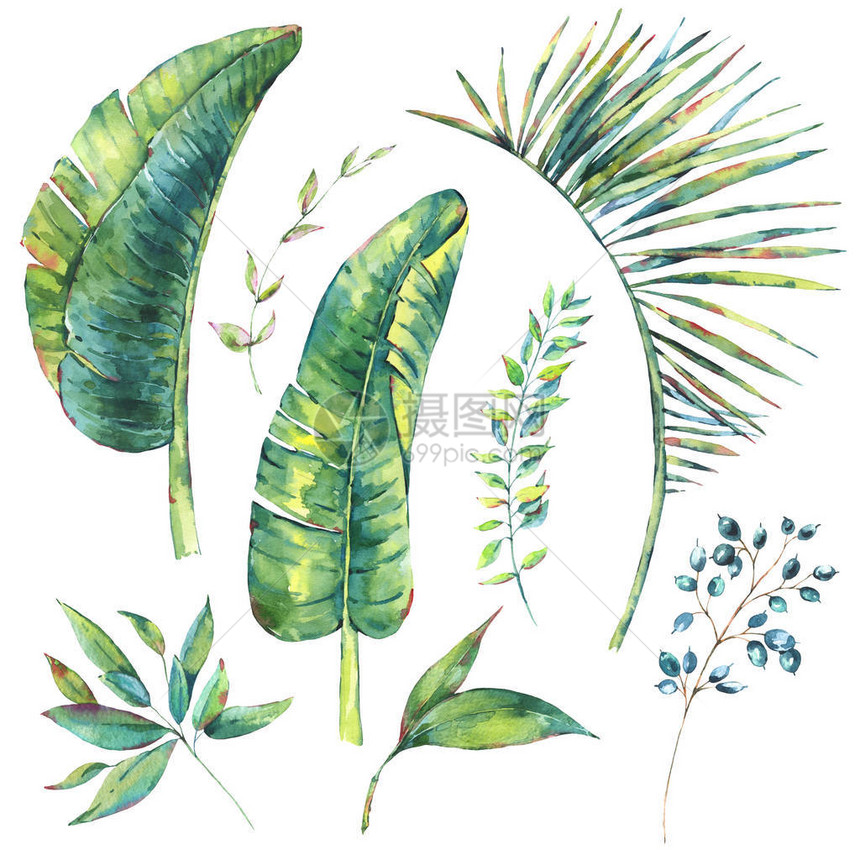一套水彩异国情调的天然老式香蕉叶和浆果在白色背景绿色氛围中分离的植图片