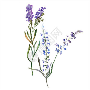 紫色的薰衣草花野生春天野花上白色孤立手绘水彩画中的薰衣草花图片
