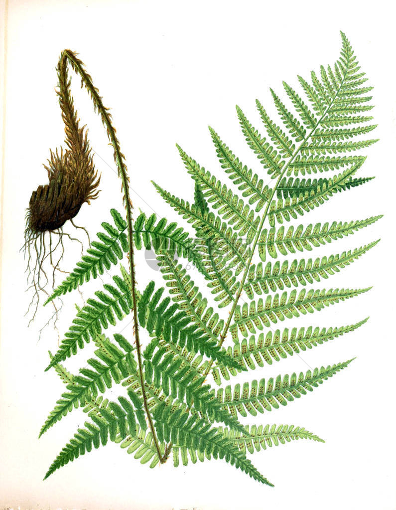 蕨类植物的插图1882年大自然之后的原始水彩画中美图片