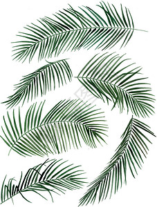 手绘水彩棕榈叶插图集图片