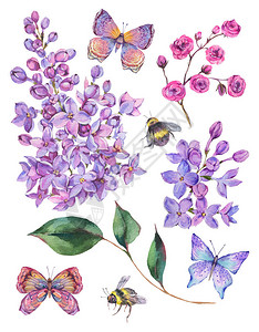 春天水彩套装盛开的丁香花蜜蜂和蝴蝶孤立在白色背景上的图片