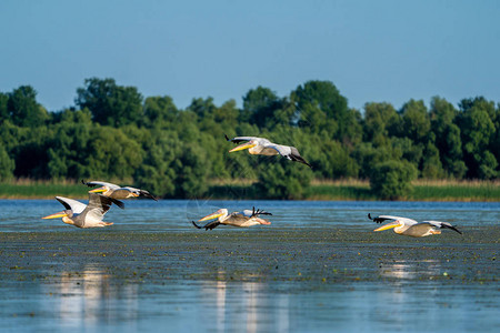 多瑙河三角洲观鸟活动图片