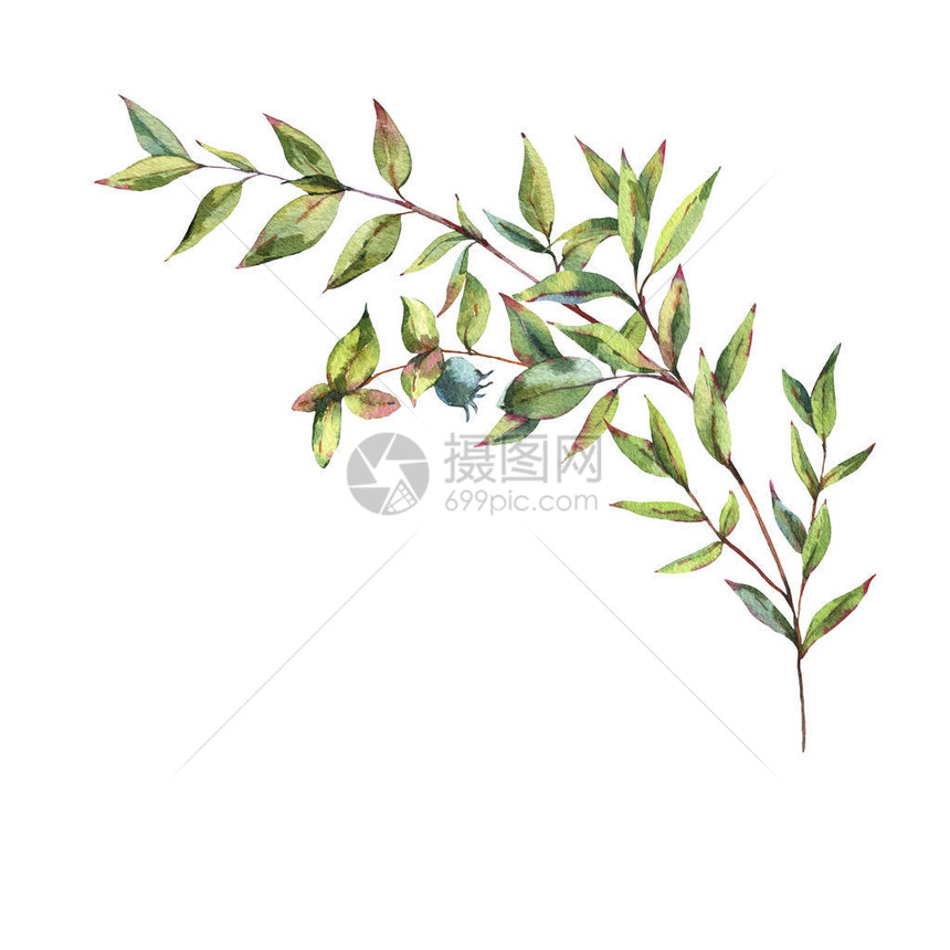水彩桃金娘带有绿叶树枝浆果桃金娘树枝的复古水彩贺卡孤立在白色背景上的植物图片