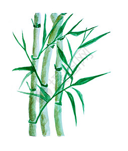 手绘水彩插图绿竹与叶子隔离在白色背景图片