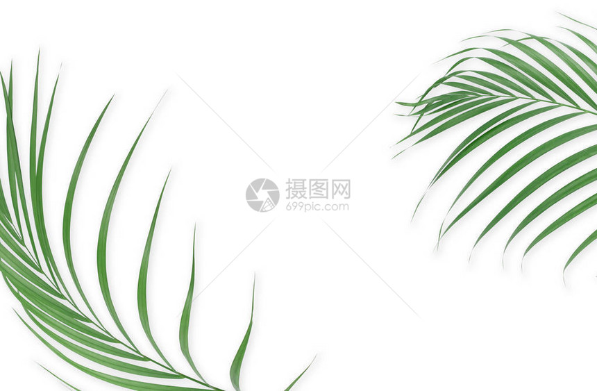 白色背景上的热带棕榈叶最小的质夏季风格平躺图像大小约为5500x3图片