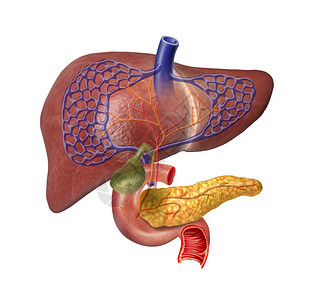 特卡沃人体肝脏系统剖面图设计图片