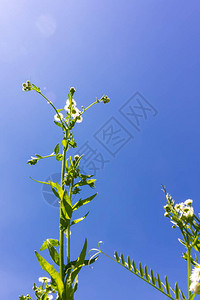 洋甘菊花布什药房特写映衬蓝天图片