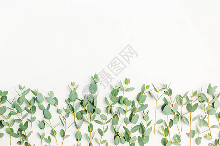 白色背景的Eucalyptus分支图片