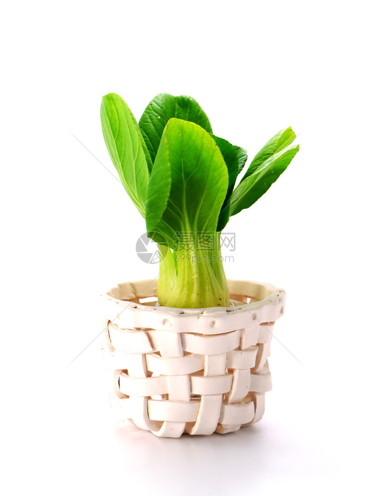 Bokchoy卷心菜在图片