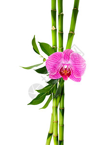 竹秆配紫兰花图片