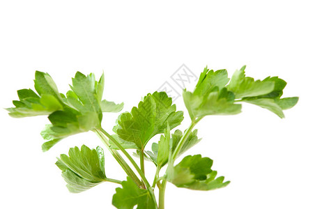 白色背景中的芹菜叶图片