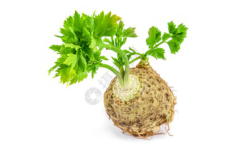 新鲜芹菜与白色背景上的根叶图片