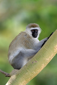 长尾猴坐在树枝上图片