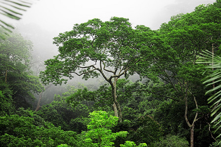 雾蒙的早晨的绿色森林泰国普吉岛图片