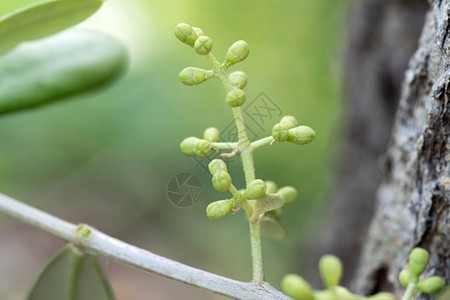 橄榄树上的花蕾图片