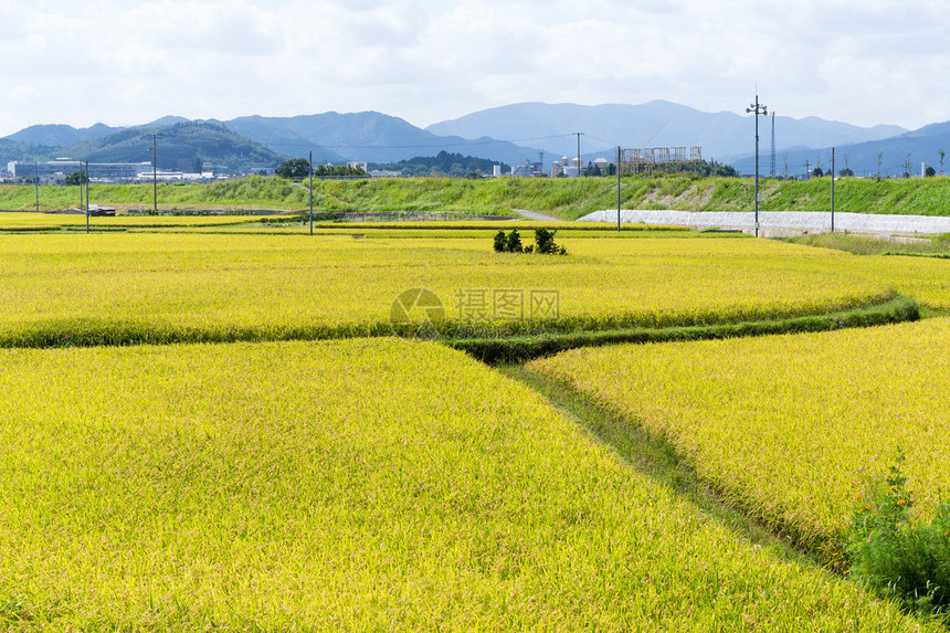 日本的黄稻田图片
