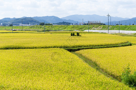 日本的黄稻田图片