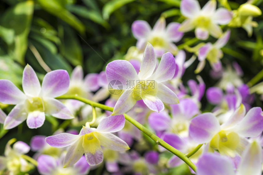 紧靠新加坡植物园的鲜亮紫白新兰花与新加图片
