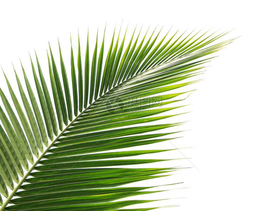 白色背景上的绿色椰子叶图片