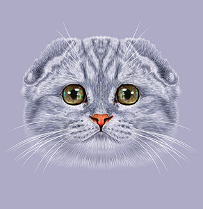 绿眼睛的可爱虎斑灰猫图片