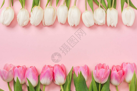 粉红色和白色的郁金香按粉红背景排列图片