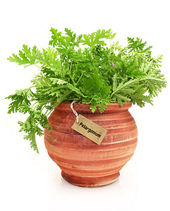 陶罐中的新鲜天竺葵植物图片