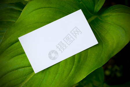 绿叶上的空白卡自然背景背景图片
