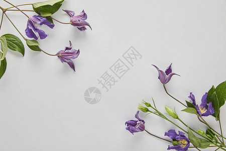 白色背景上紫罗兰花的顶视图背景图片