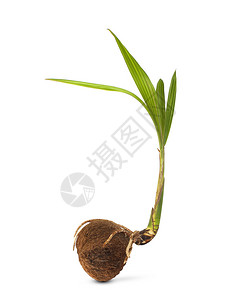 在白色背景下分离的椰子树苗的发芽图片