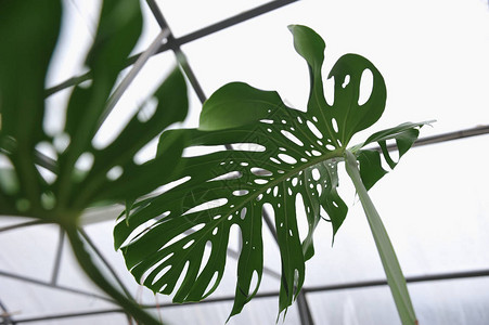 温室中龟背竹叶子的特写摄影图片