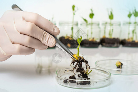 科学家在实验室测试转基因植物生物技术图片