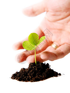 手保护播种在土壤中的小植物图片