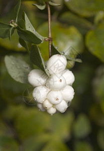 雪莓灌木树枝与白色浆果图片